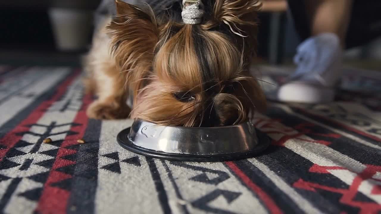 Specialized dog food is poured into a silver platter