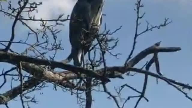 what name do you call this bird i don't know
