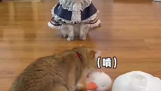 Cat and Duke a funny Animals #Shorts