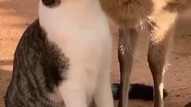 Cat and deer Frendship