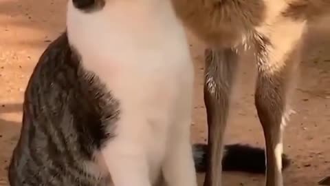 Cat and deer Frendship