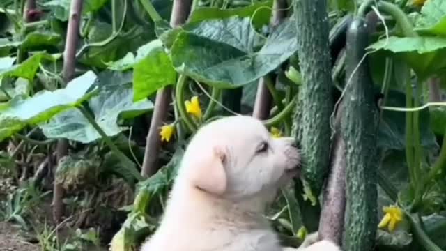 Cuteness