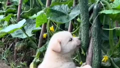 Cuteness