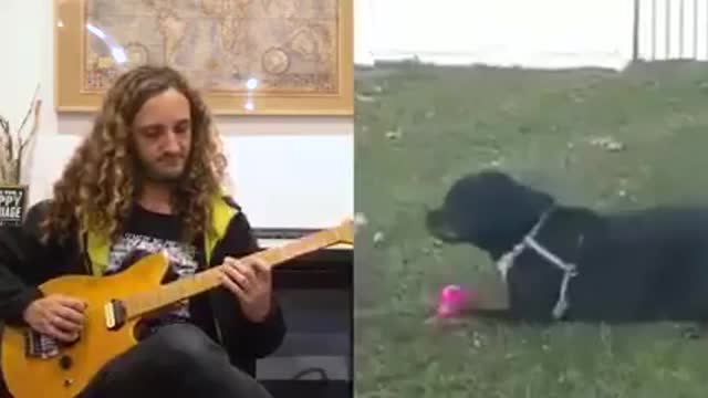 Jingo with animal band