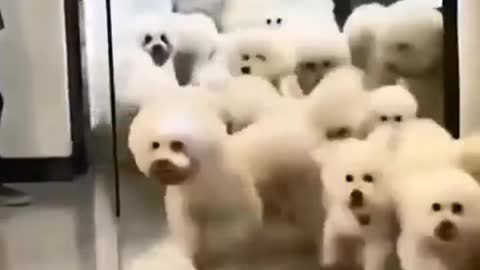 cute little dogs