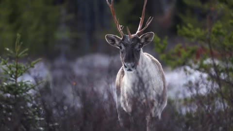 I was handsome by a deer