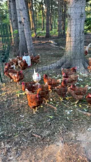 The Hen hang out club