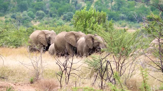 Wildlife Africa & Asia: Elephants |