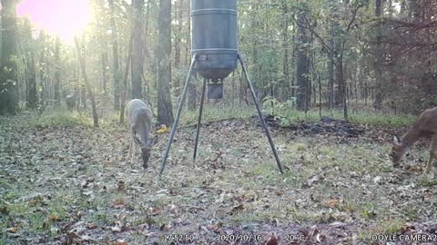 Bucks on Camera