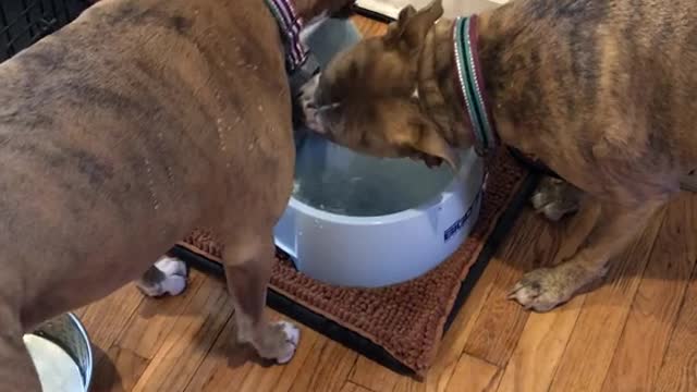 Drinking Doggies Take Turns at the Water Bowl