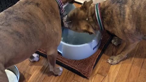 Drinking Doggies Take Turns at the Water Bowl