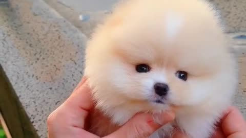 Dog video | new puppy dog |