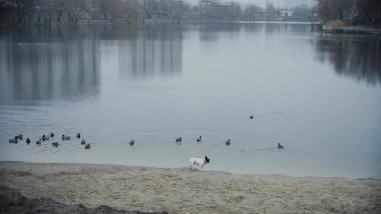 The dog scares a flock of ducks