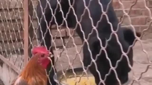 greedy dog and smart chicken