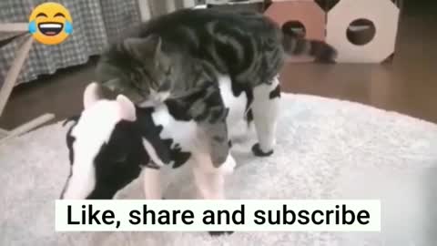 Funniest Animals | Cute Cats | Funny Animal Videos | OMG So Cute | Funny Animal Compilation