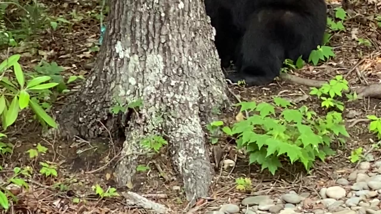 A Bear Stole My Chips