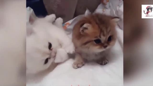 So many cute kittens videos 1