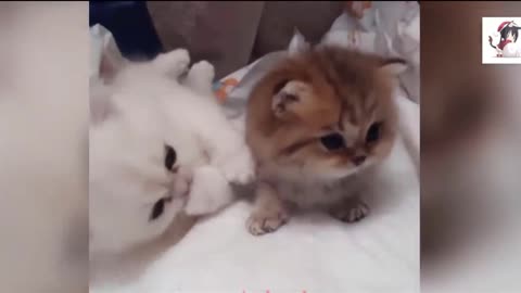 So many cute kittens videos 1