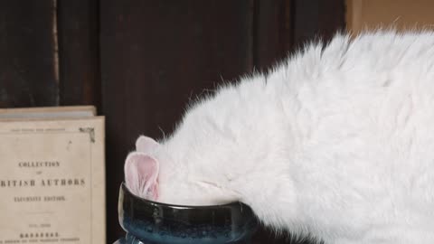 A Cat Sniffing On A Ceramic Jar