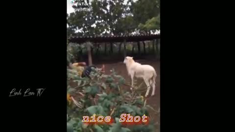 funny animal,Cute animal video,goofy, cute rame