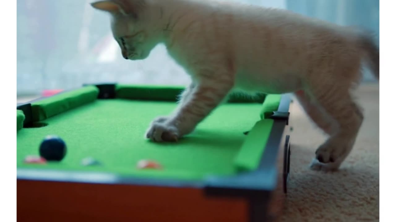 Cat plays pool