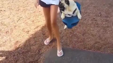 Funny dog situations collected, I dare you not to laugh