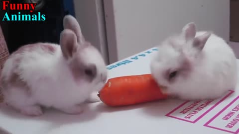 Funny Baby Bunny Rabbit Videos Compilation - Cute Rabbits