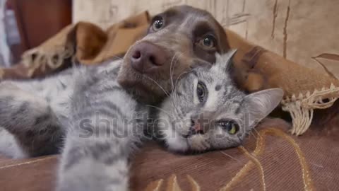 cat and a dog are sleeping together funny video.