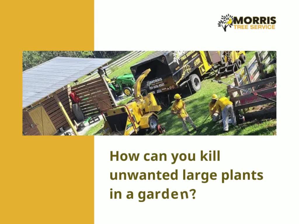 How can you kill unwanted large plants in a garden?