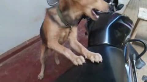 Cat | Funny Animals Videos Funniest Cats And Dogs Videos