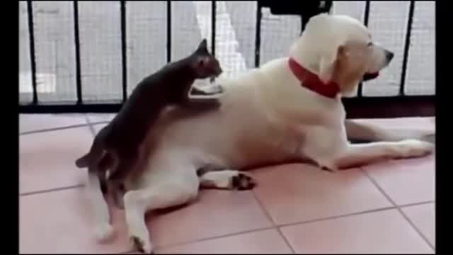 Funny Animal Video Compilation - Hilarious Animal Video Compilation