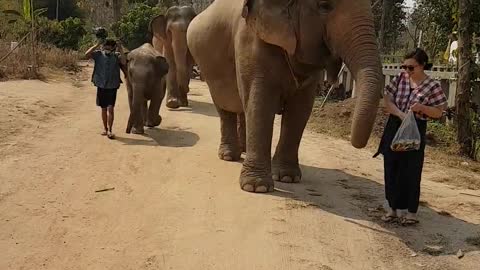 Elephants