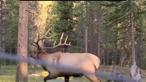 Sound of an Elk