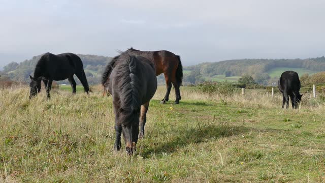 Now in the wild, see the beauty of horses and ponies, a natural beauty while they ate