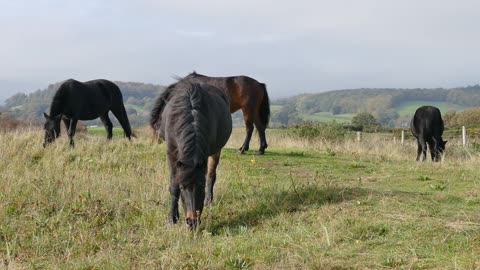 Now in the wild, see the beauty of horses and ponies, a natural beauty while they ate