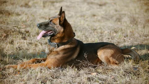 Dog resting on dry grass in the sun