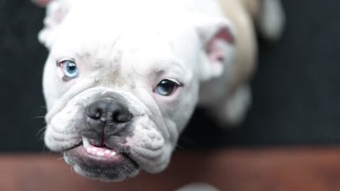 English bulldog wana stay home