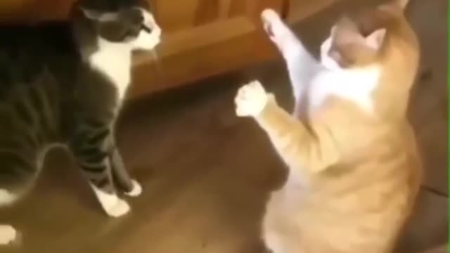 OMG So Cute Cats ♥ Best Funny Cat ❤️🐈Videos 2021 #shorts