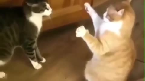 OMG So Cute Cats ♥ Best Funny Cat ❤️🐈Videos 2021 #shorts