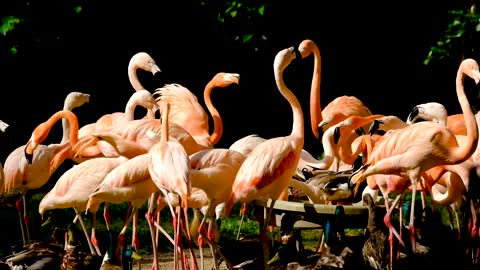 Flamingo large bird