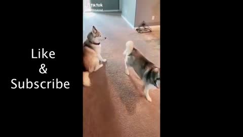 Cute and Funny Dogs Tiktok!