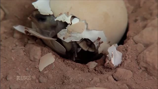 Hatching of desert tortoises