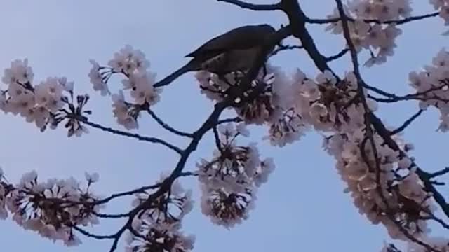 The cuteness of a singine bird