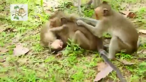 Young monkey making mating funny