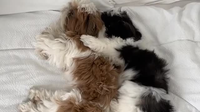 It's so cute.