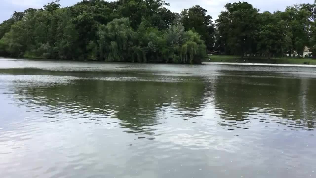 Osprey sighting at Kissena Park