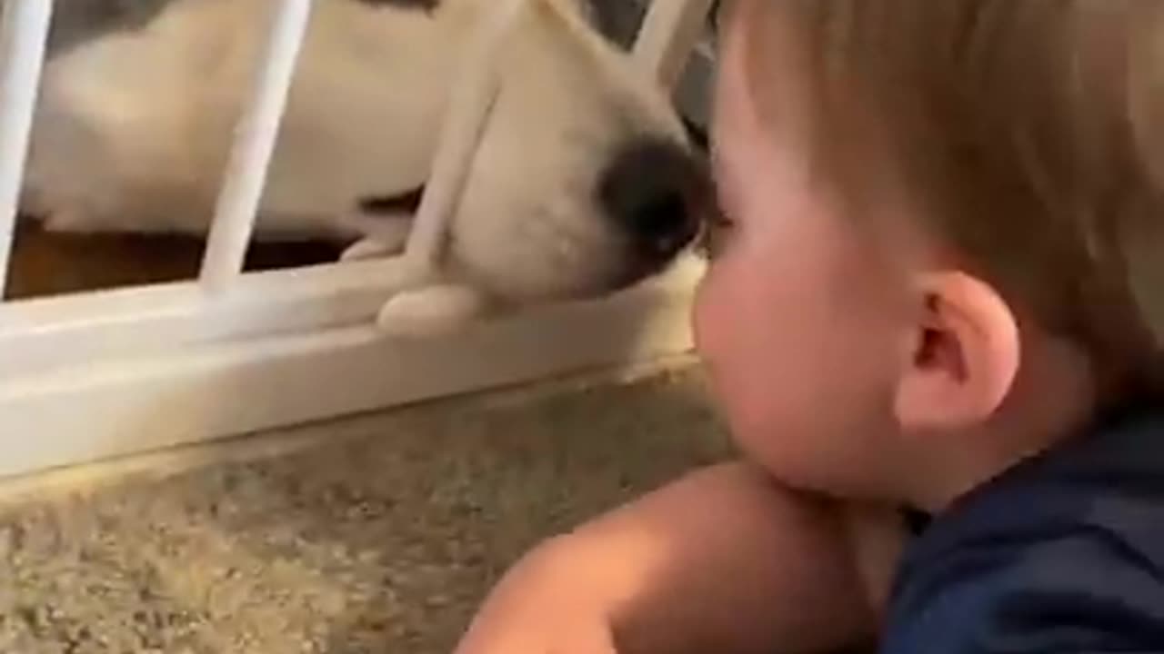 Husky & baby become best friends