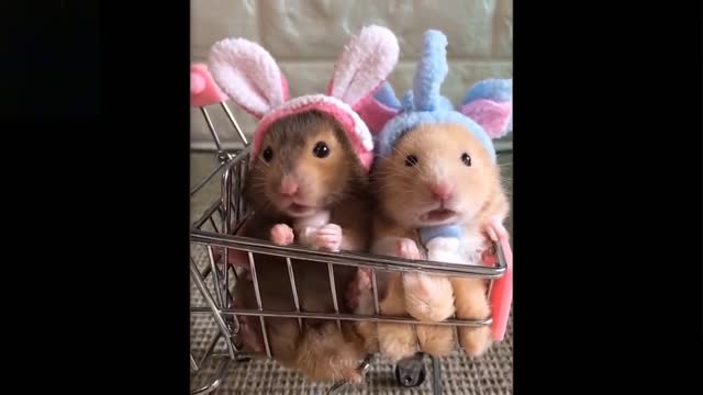 Cute & Funny pets tiktoks videos