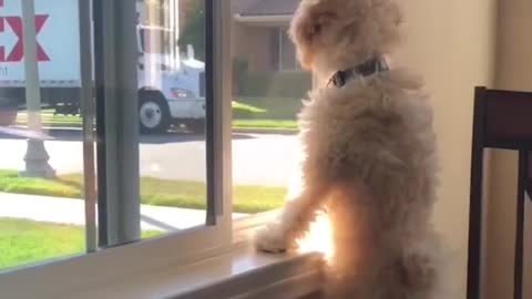 Funny Dogs 🤣🤣🤣🤣🤣 #trending #viral #shorts #funny