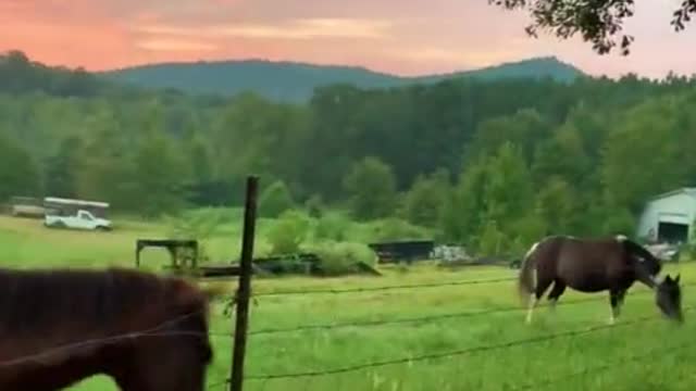 Farm dog gives colt friend a good morning kiss